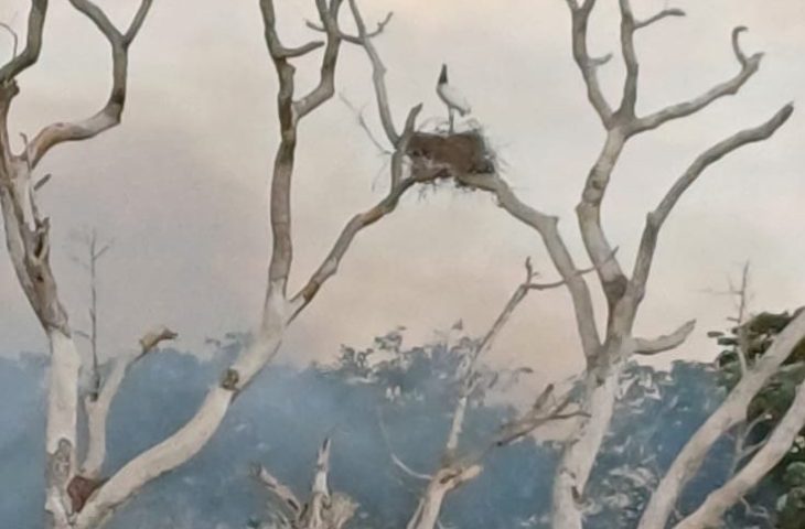 Socorristas monitoram animais ameaçados pelo fogo no Pantanal