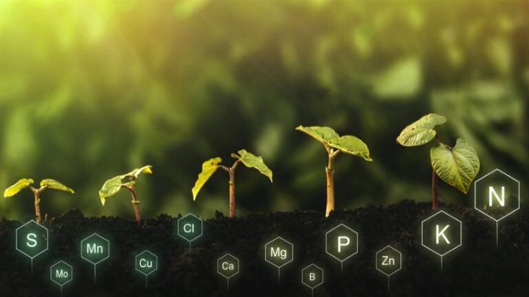 A importância dos micronutrientes na agricultura e na saúde humana