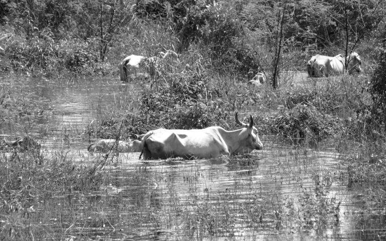 Maior cheia do Pantanal, há 50 anos, matou gado e mudou a natureza