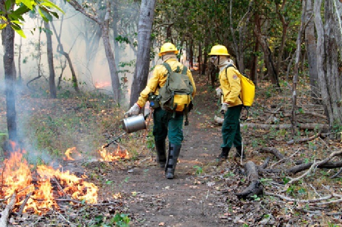 Como o “fogo frio” pode ajudar no combate aos incêndios no Pantanal