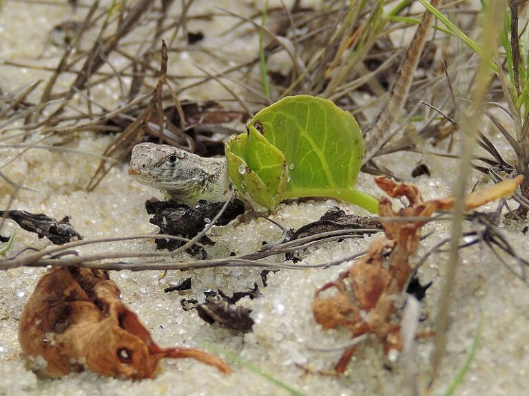 Fenômenos naturais ameaçam 10% das espécies de vertebrados do mundo