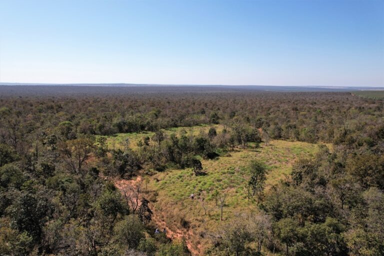Lucros da celulose vão ajudar a conservar biodiversidade