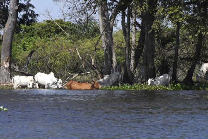 Pantanal-Gado-Foto-Bruno-Rezende-04-scaled