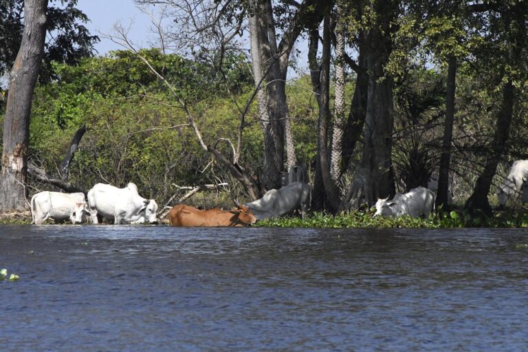 ONGs criticam relatório “genérico” do Estatuto do Pantanal