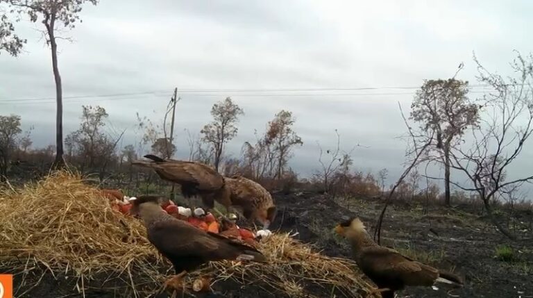 Animais ameaçados pelo fogo no Pantanal recebem ‘aporte nutricional’