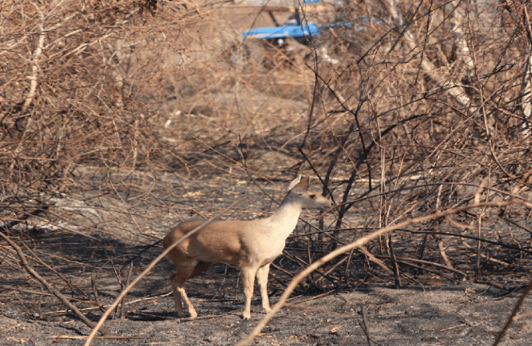 Fazendeiro se aproveitava de incêndio para devastar área no Pantanal e formar pastagem