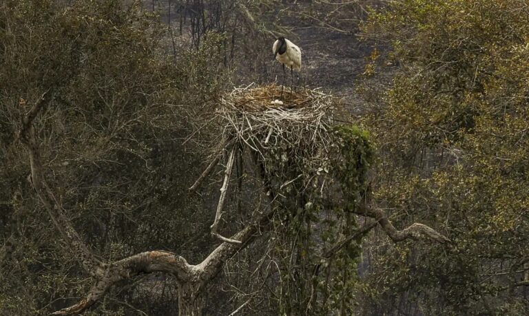 Documentário aborda o impacto devastador do fogo no Pantanal