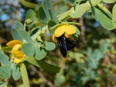 Presença de bactéria no solo torna flores mais atrativas a polinizadores