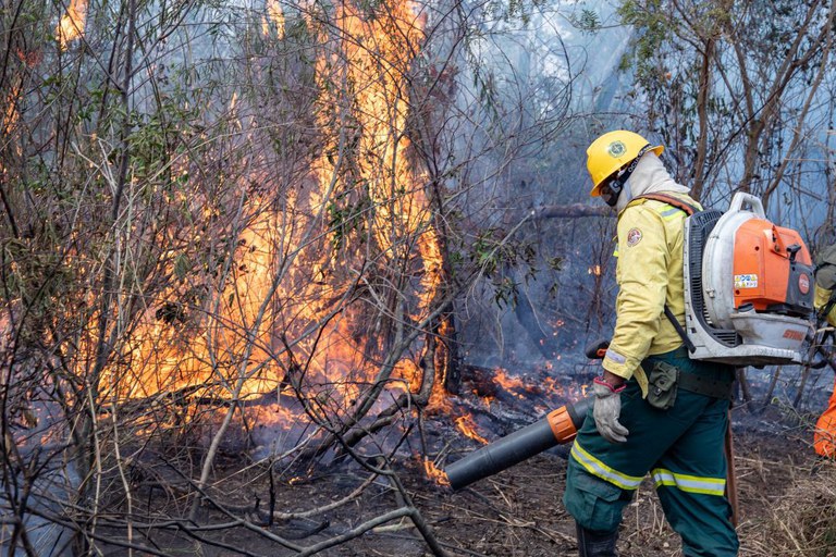 Força-tarefa já resgatou 548 animais ameaçados pelo fogo no Pantanal