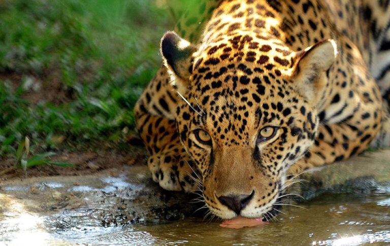 Etapa no Pantanal de curso com especialistas busca fortalecer conservação