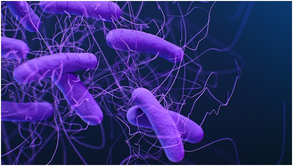 Estudo identifica proteína que afeta o equilíbrio intestinal
