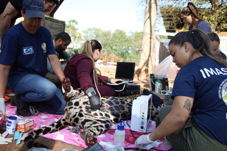 Onça-pintada com patas queimadas segue em tratamento especial