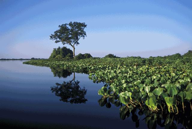 Comitê coleta propostas ao Plano Clima em Plenária do Bioma Pantanal