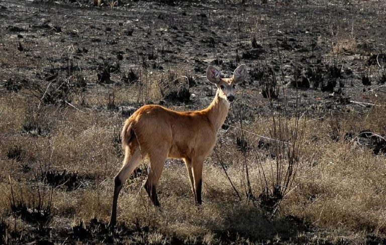 Literatura expõe a indignação. Contos retratam morte literal da natureza