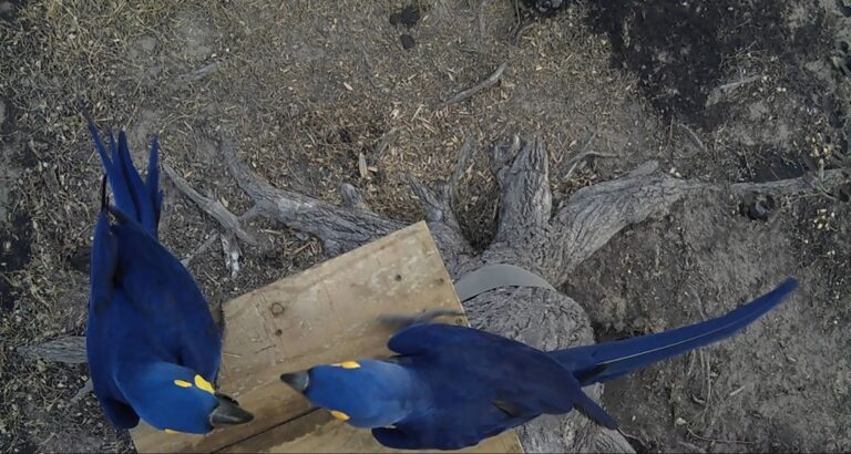 Fogo atinge 80% de santuário das araras azuis no Pantanal