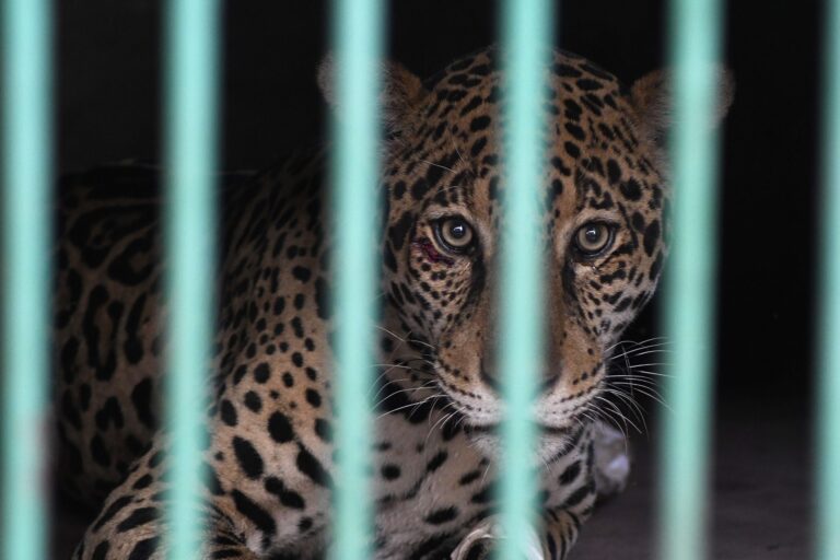 Onça ferida em incêndio no Pantanal dá o primeiro esturro após resgate