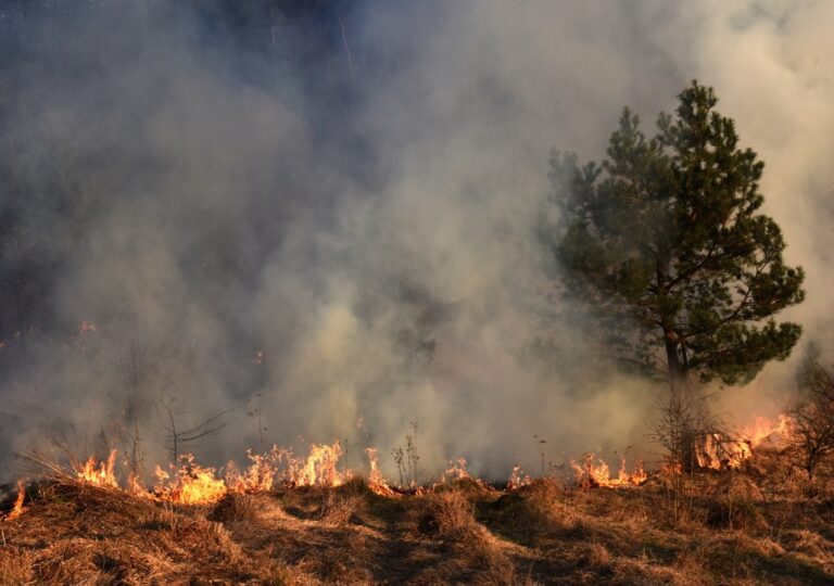 Brasil registra quase 116 mil focos de incêndio entre janeiro e agosto