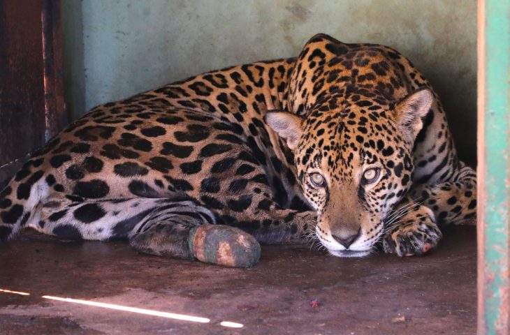 Onça “Miranda” pode voltar à natureza em 30 dias, dizem veterinários