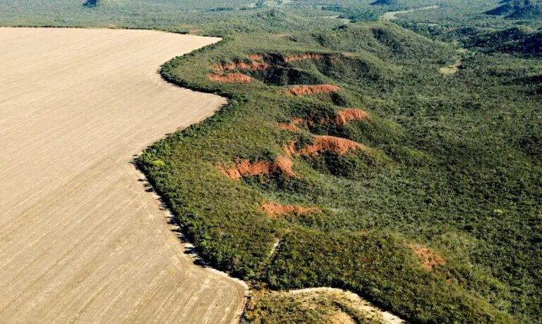 Desmate no Cerrado emite 135 milhões de toneladas de CO2 desde 2023