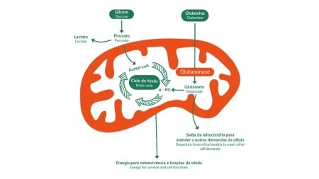 Combate ao câncer de mama tem ação dupla sobre enzima que ‘alimenta’ o tumor