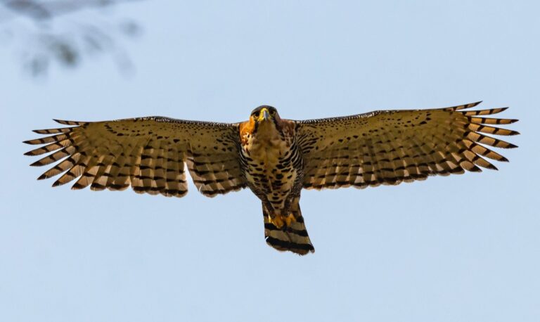 Desafio de observação registra 345 espécies de aves em Mato Grosso do Sul
