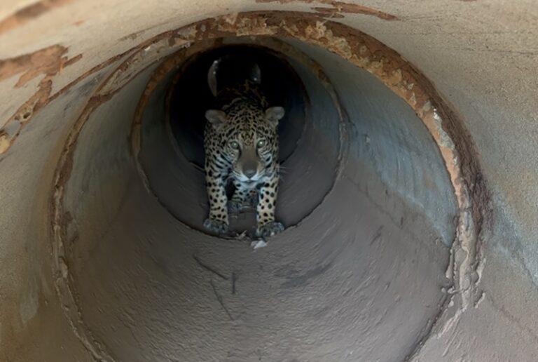 De volta para casa: Onça resgatada de incêndio é solta no Pantanal