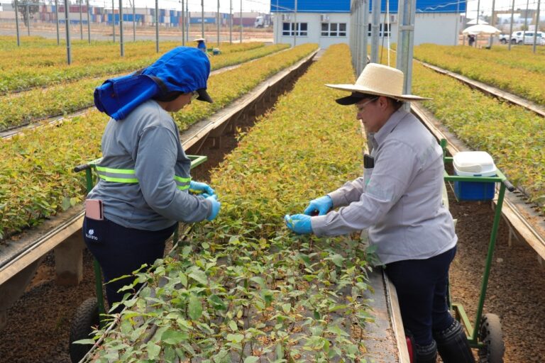 Mulheres ocupam 85% das vagas em viveiro de mudas de eucalipto