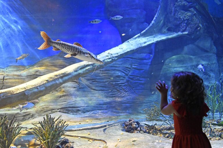 Filme sobre o Bioparque Pantanal é finalista em festival internacional