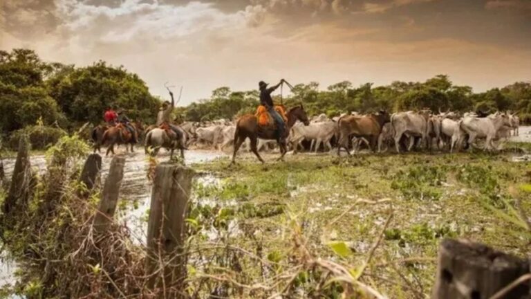 Pantaneiros cobram aplicação do estudo sobre “boi bombeiro”