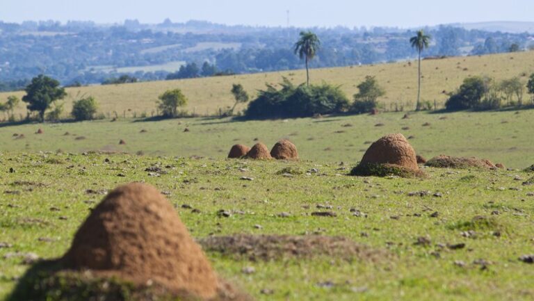 Cadeia produtiva pode incorporar 4,7 milhões de hectares de pastagens degradadas