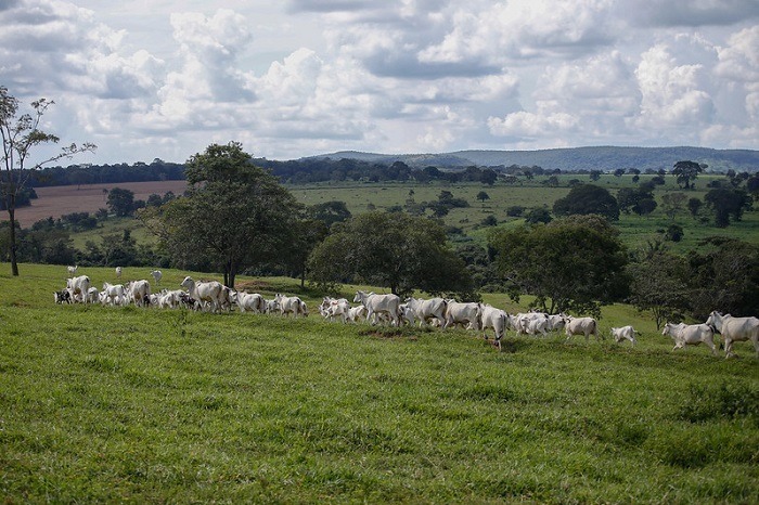 Pesquisa revela impacto positivo de práticas agrícolas sustentáveis no Cerrado