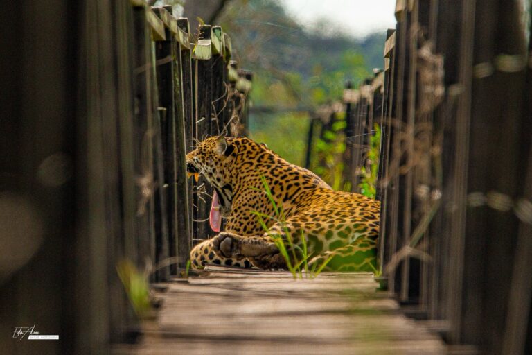 Ecoturismo tem novo pacote de passeios e aventuras em Bonito