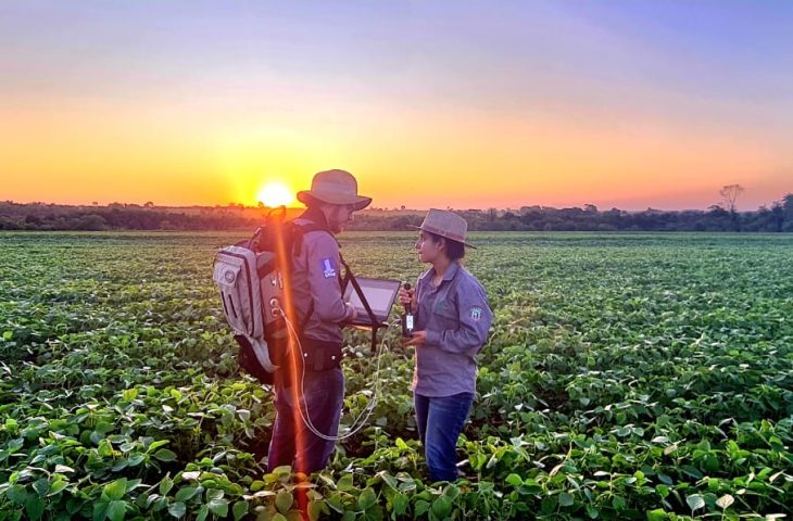 Florestas plantadas ajudam na descarbonização, diz estudo sobre monocultura de eucalipto