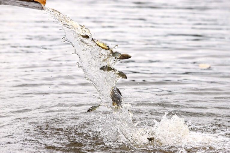 Rio Paraná recebe mais 550 mil peixes de espécies nativas