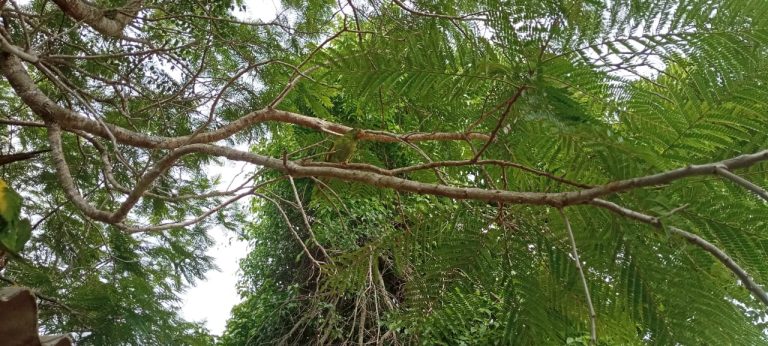 Mais de 60 animais são soltos no Recanto Ecológico Rio da Prata
