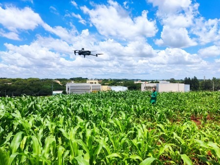 Drone e câmera de baixo custo selecionam plantas tolerantes à seca