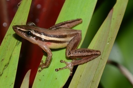 Perereca-nariguda pode desaparecer do Pantanal até 2100