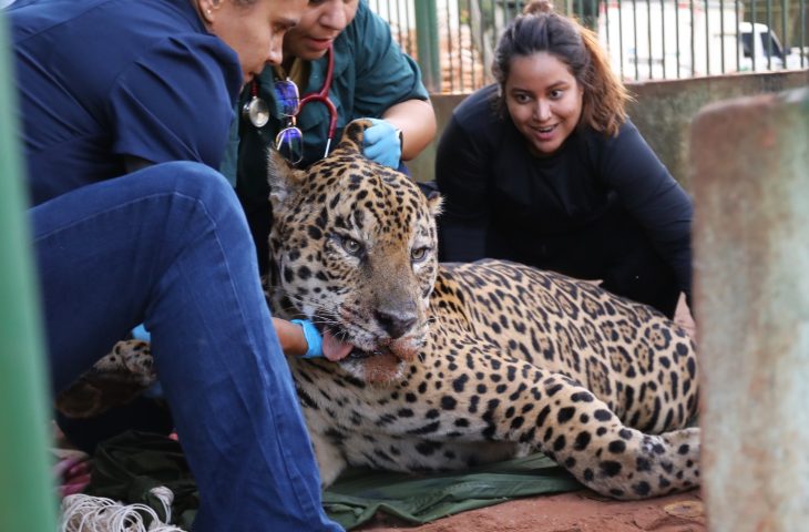 Onça-pintada capturada no Pantanal vai para abrigo de fauna silvestre