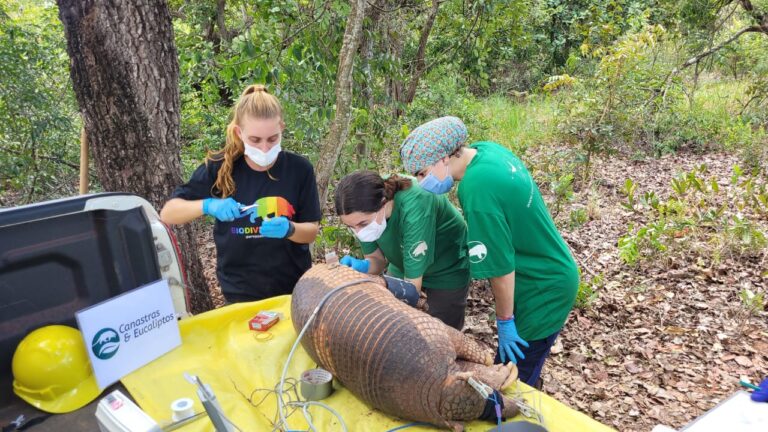 Pesquisa busca proteger tatu-canastra nas florestas de eucalipto