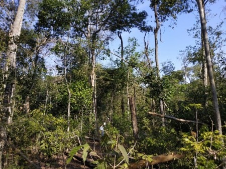 Fogo e agricultura impulsionam a degradação do solo no sul da Amazônia