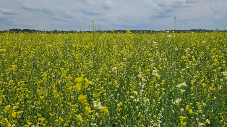 MS posterga recolhimento do ICMS da carinata e outros 5 produtos agrícolas