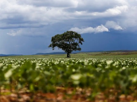 Bioenergia pode triplicar com o cultivo de cana, milho e soja em terras degradadas